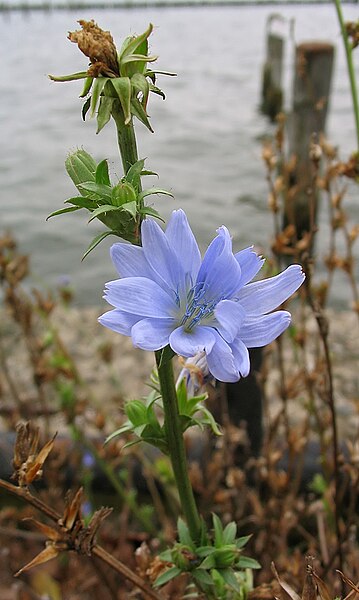 File:Wegwarte Cichorium intybus.jpg