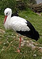 A white stork