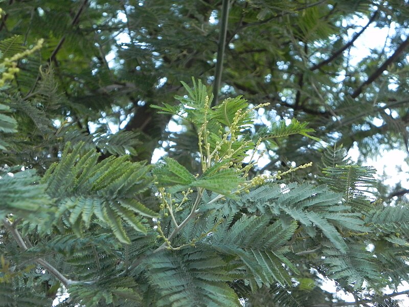 File:Acacia Dealbata Mimosa.jpg