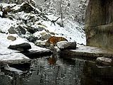 Siberian tiger (Panthera tigris altaica) in a landscape immersion exhibit at Zurich Zoo, Switzerland.