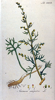 Thumbnail for Artemisia campestris