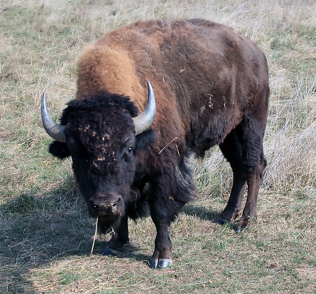 File:Bison (2917614798).jpg