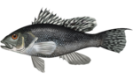 Thumbnail for Black sea bass