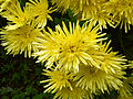 Chrysanthemum × morifolium