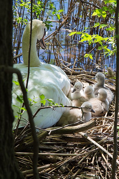 File:DayOldCygnets.jpg