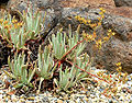 Miniatura para Dudleya virens