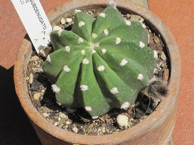 Archivo:Echinopsis subdenudata 1.JPG