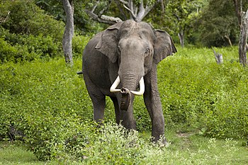 Male Indian elephant