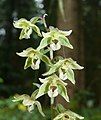 Epipactis x schulzei (Epipactis helleborine × purpurata) — верхушка соцветия