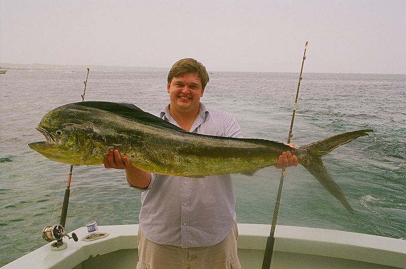 File:Female Dolphin Fish.jpg