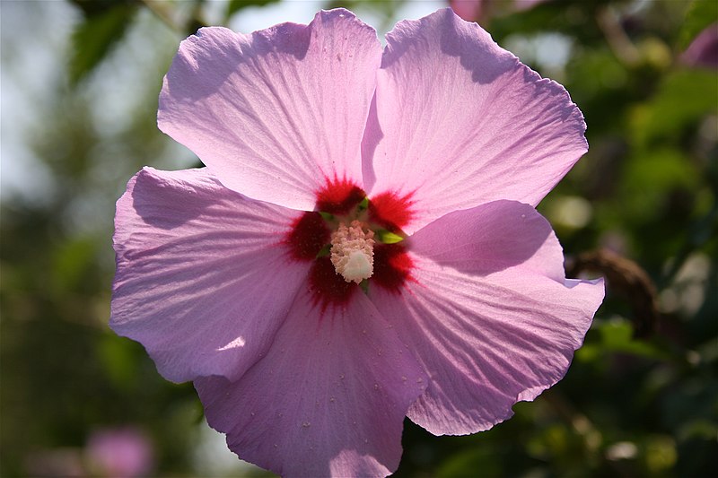 Archivo:Garden Hibiscus.JPG