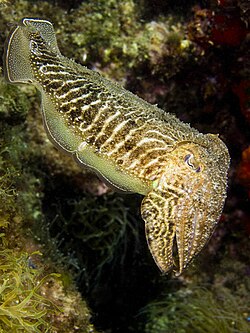 Photo of cuttlefish displaying narrow white bands on its upper side and tentacles hanging from its face