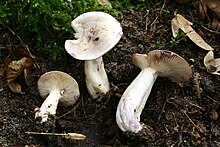 Lactarius uvidus 20071028w.JPG