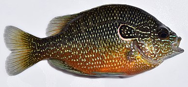 Lepomis megalotis, longear sunfish at the University of Mississippi Field Station