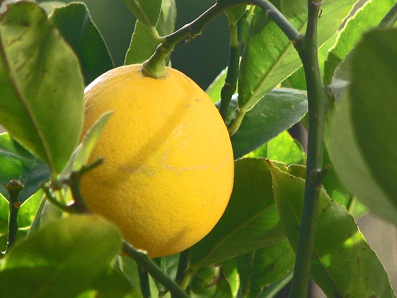 Archivo:Meyer Lemon.jpg