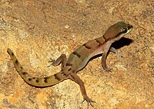 Microgecko latifi (4) (18111901203).jpg