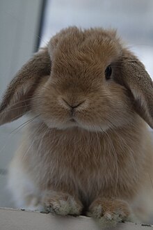 Miniature Lop.jpg