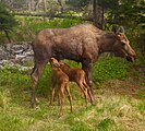 (newborn) calves nursing in spring