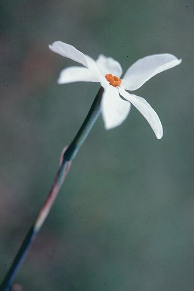 Archivo:Narcissus serotinus RJB.jpg