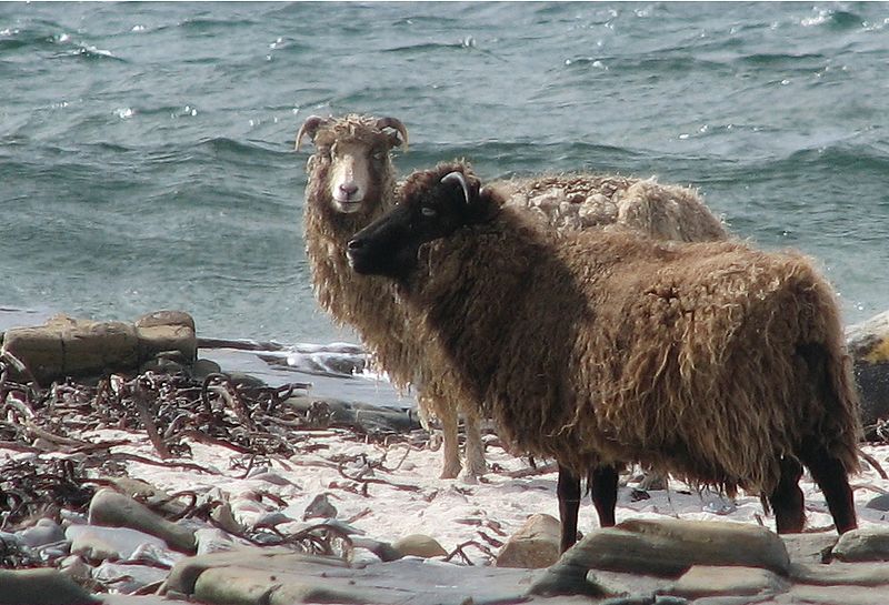 Archivo:North ron sheep.jpg