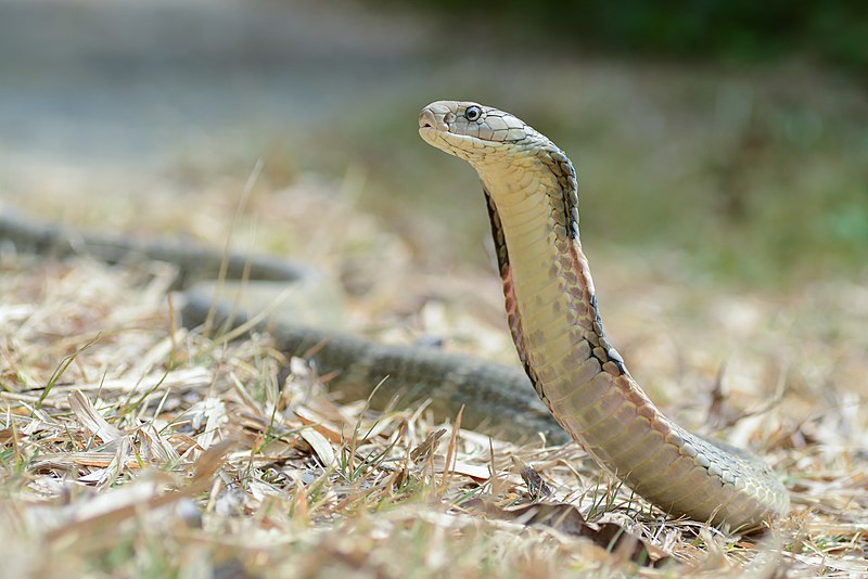 File:Ophiophagus-hannah-kaeng-krachan-national-park.jpg