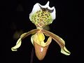 波瓣兜兰 Paphiopedilum insigne