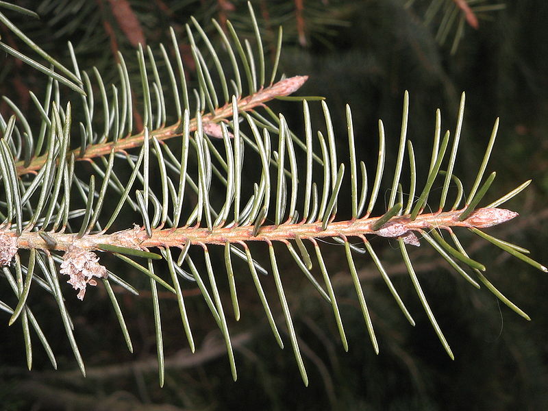 File:Picea breweriana leaf1.jpg