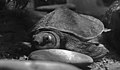  Vulnerable  Pig-nosed Turtle (Carettochelys insculpta)