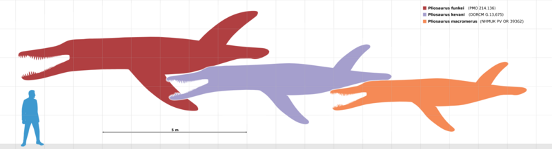 File:Pliosaurus size chart.png