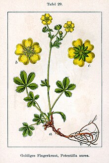 Potentilla aurea Sturm29.jpg