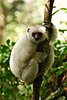 A lemur with white fur and a black face clings vertically to a small tree.