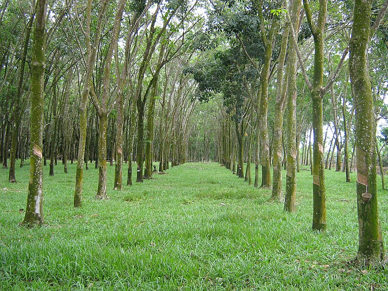 File:Rubbertrees malaysia.jpg