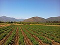 Miniatura para Agricultura en Chile