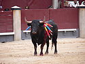 Toro en una corrida