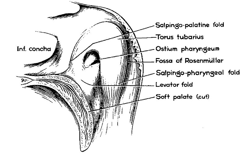 File:Torus tubarius.jpg