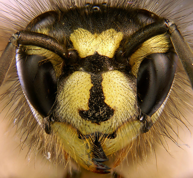 File:Vespula vulgaris portrait.jpg