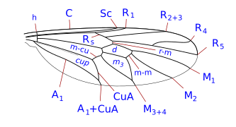 Xylomyidae