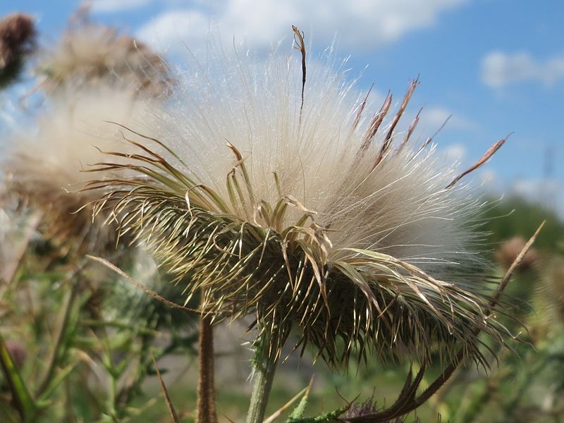 File:20160729Cirsium vulgare5.jpg