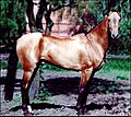 Un Akhal-Teke, un caballo delgado.