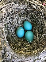 American robin eggs