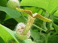 Aristolochia eriantha