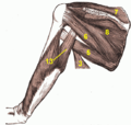 Muscles around the left shoulder, seen from behind. 3. Latissimus dorsi muscle 5. Teres major muscle 6. Teres minor muscle 7. Supraspinatus muscle 8. Infraspinatus muscle 13. long head of Triceps brachii muscle.