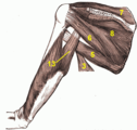 Muscles on the dorsum of the scapula, and the Triceps brachii muscle: #3 latissimus dorsi muscle #5 teres major muscle #6 teres minor muscle #7 supraspinatus muscle #8 infraspinatus muscle #13 long head of triceps brachii muscle