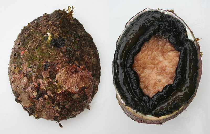 File:Blacklip abalone.jpg