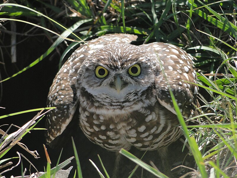 File:Burrowing Owl2 .flk (4).jpg