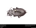 Miniatura para Calosoma macrum