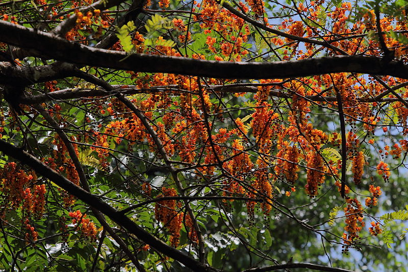 File:Cassia moschata (13319831743).jpg