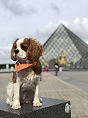 A Cavalier King Charles Spaniel at the Musee du Louvre in Paris, France (Credit: @caviemonty).