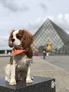 CavalierKingCharles MuseeDuLouvre(@caviemonty).jpg