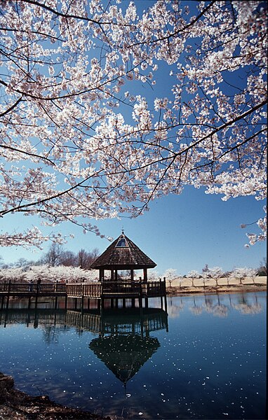 File:CherryBlossomsGazeboLakeCaroline.JPG